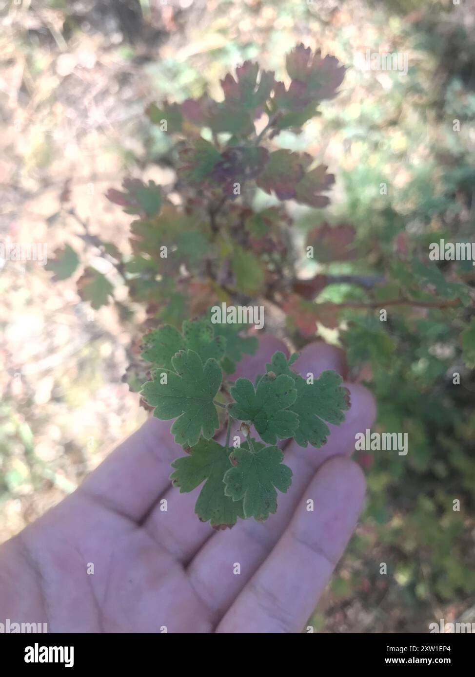 Sierra Gooseberry (Ribes roezlii) Plantae Stock Photo - Alamy