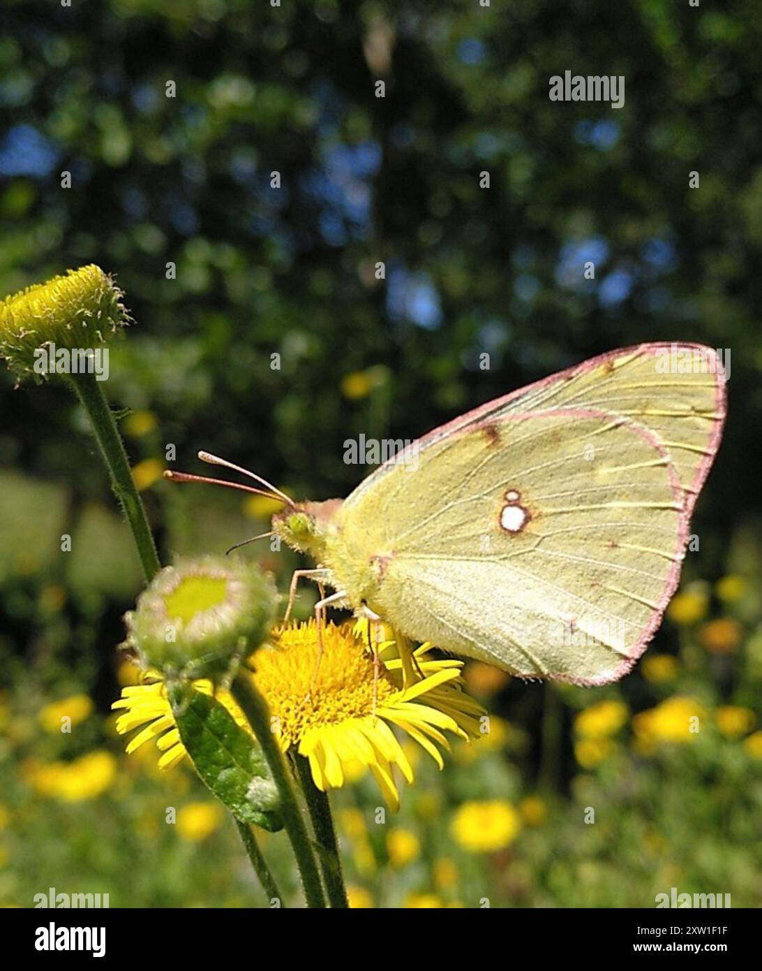 Croce Insects Clouded Yellow (Colias croceus) Insecta Stock Photo - Alamy