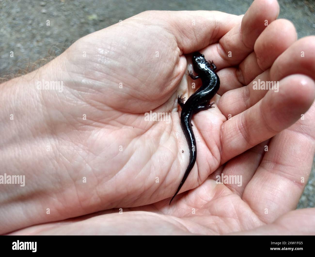 Carolina Mountain Dusky Salamander (Desmognathus carolinensis) Amphibia