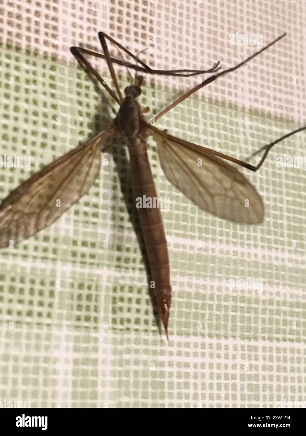 European Crane Fly (Tipula paludosa) Insecta Stock Photo - Alamy
