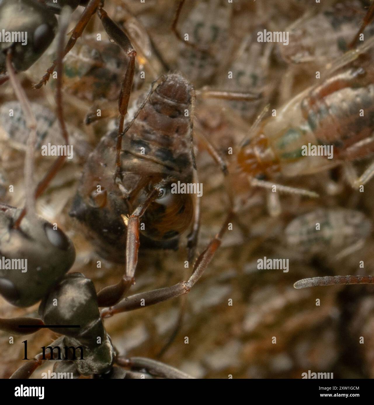 Single-leaf Pinyon Pine Aphid (Cinara anelia) Insecta Stock Photo - Alamy