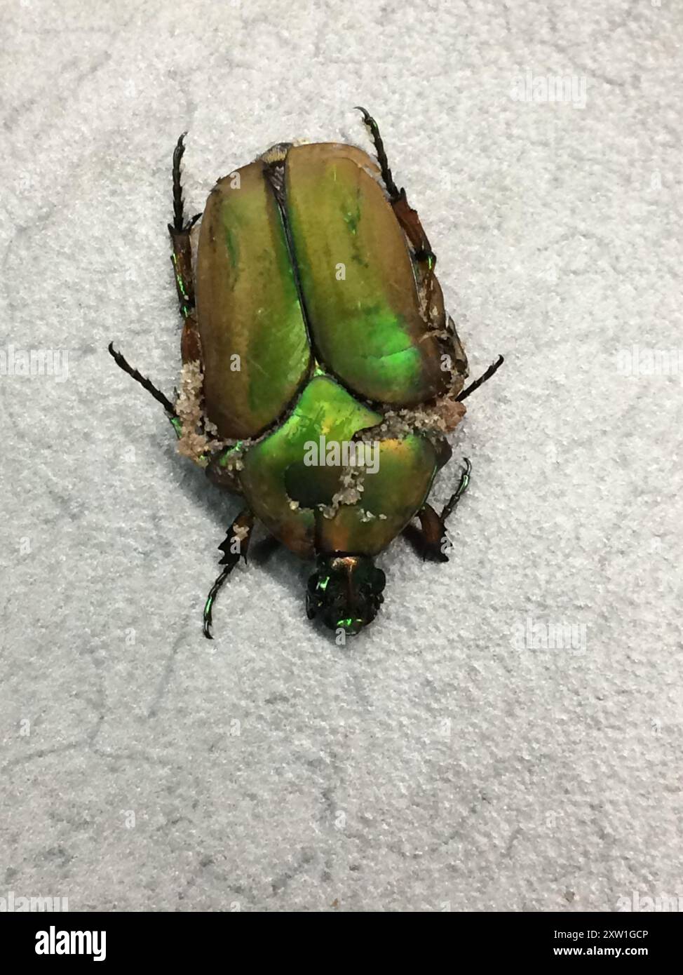 Common green june beetle cotinis nitida insecta stock photo alamy