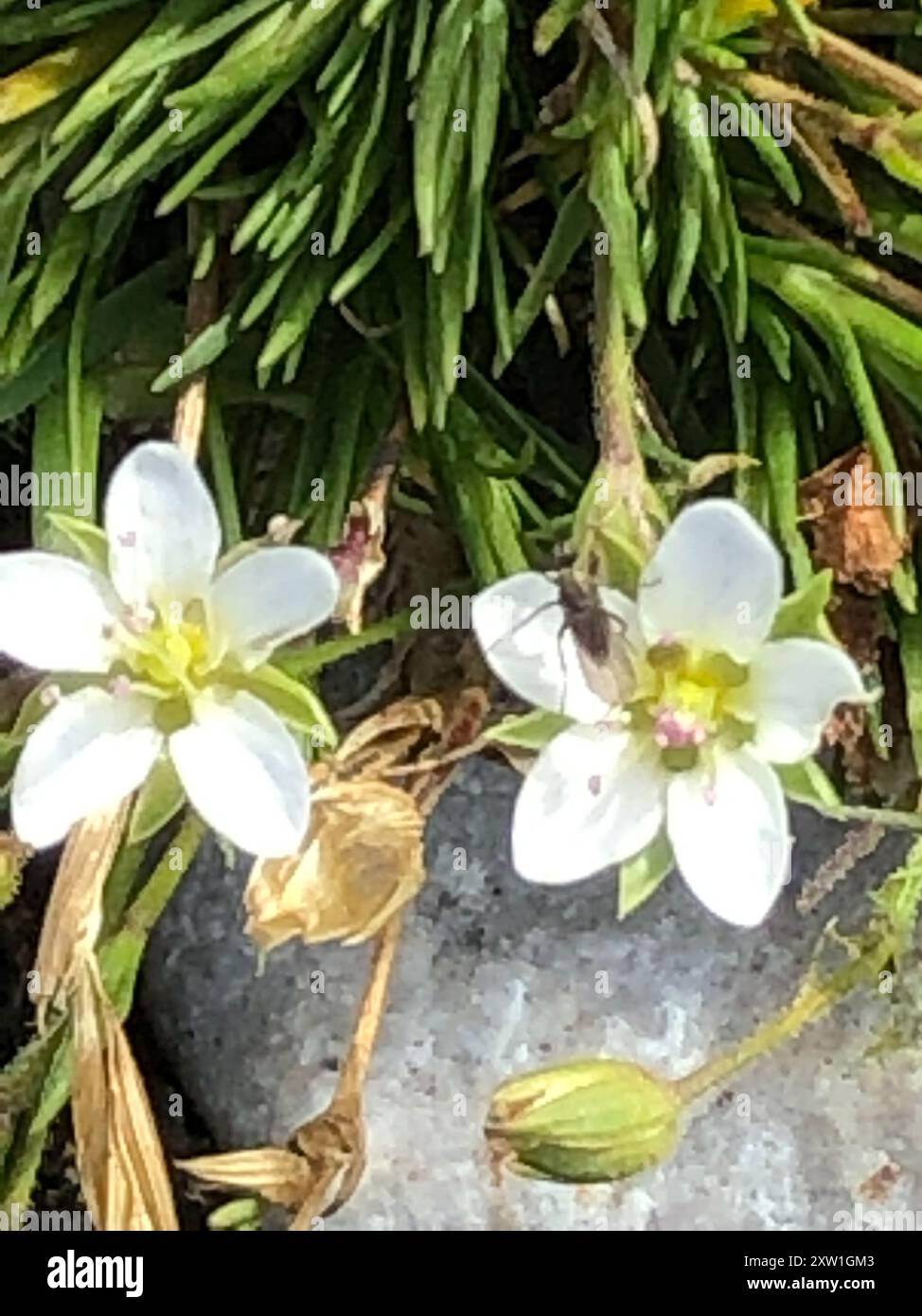 Spring Sandwort Sandwort (Minuartia) Plantae Stock Photo - Alamy