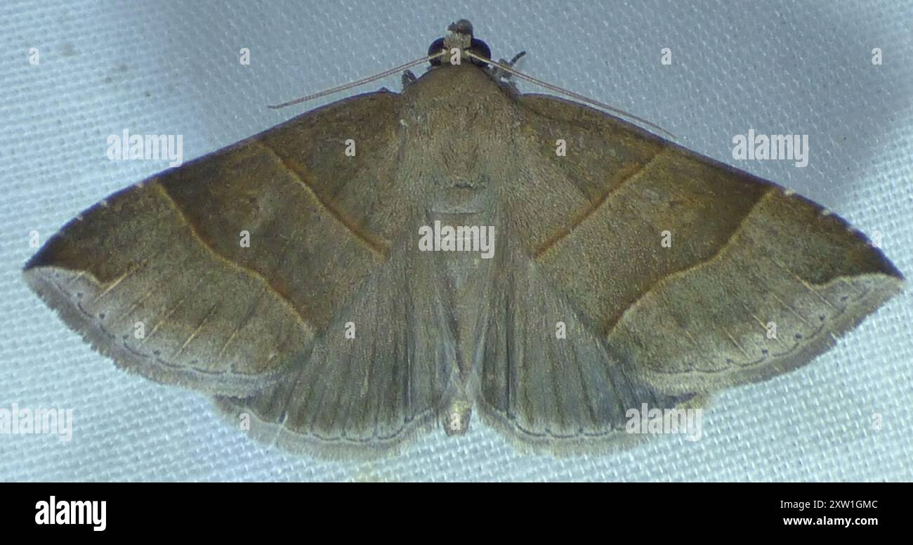 Maple Looper Moth (Parallelia bistriaris) Insecta Stock Photo - Alamy