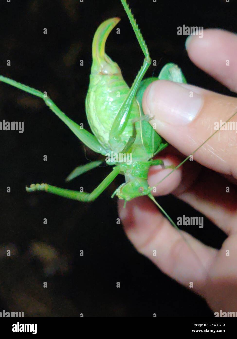 Elli Insect Common True Katydid (Pterophylla camellifolia) Insecta Stock Photo - Alamy