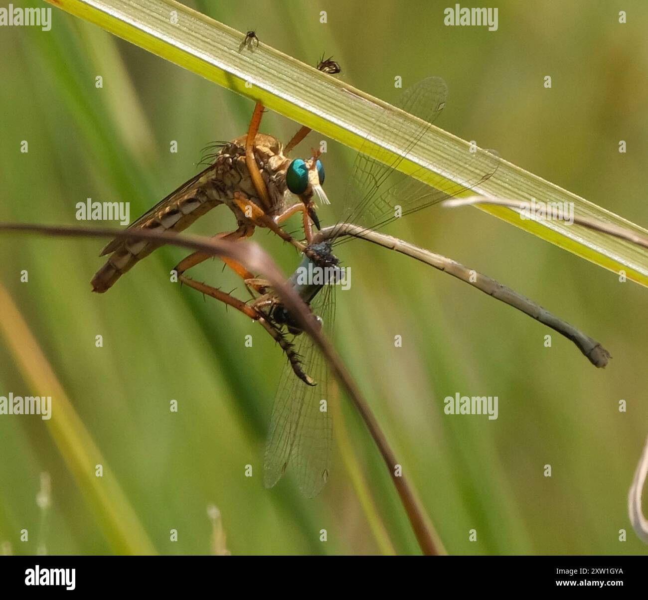 Hanging-thieves (Diogmites) Insecta Stock Photo - Alamy