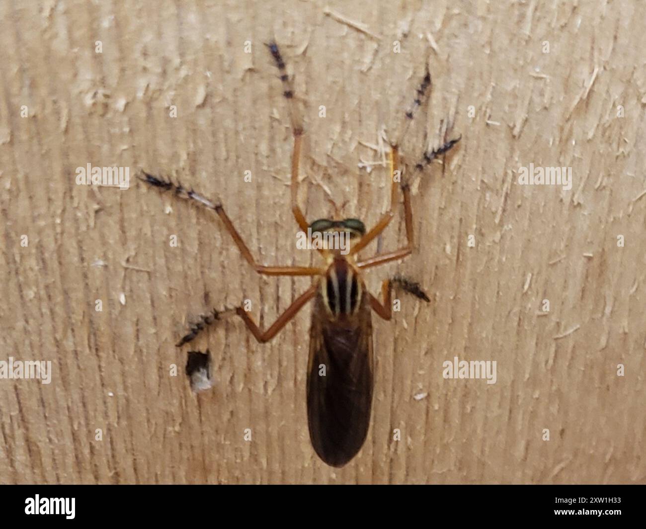 Hanging-thieves (Diogmites) Insecta Stock Photo - Alamy