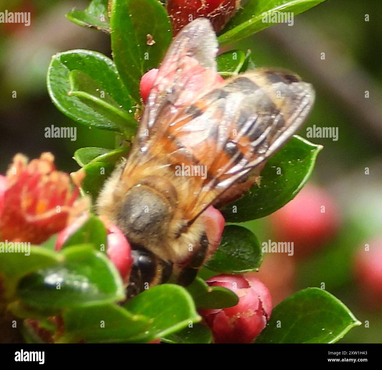Western Honey Bee (Apis mellifera) Insecta Stock Photo - Alamy