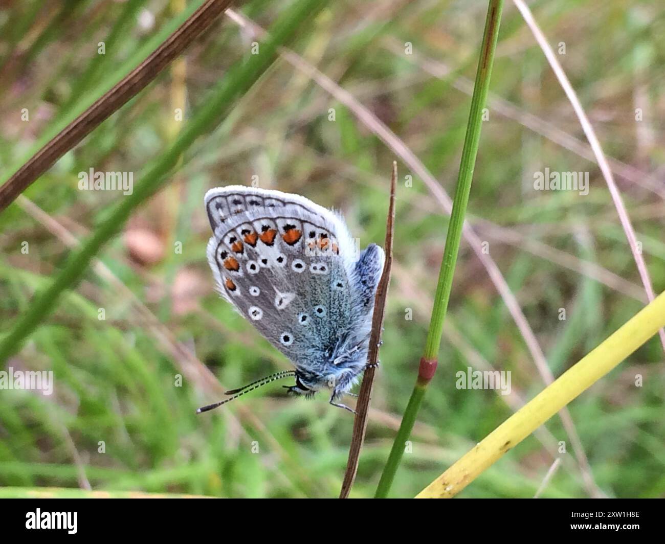 Common Blue (Polyommatus icarus) Insecta Stock Photo - Alamy