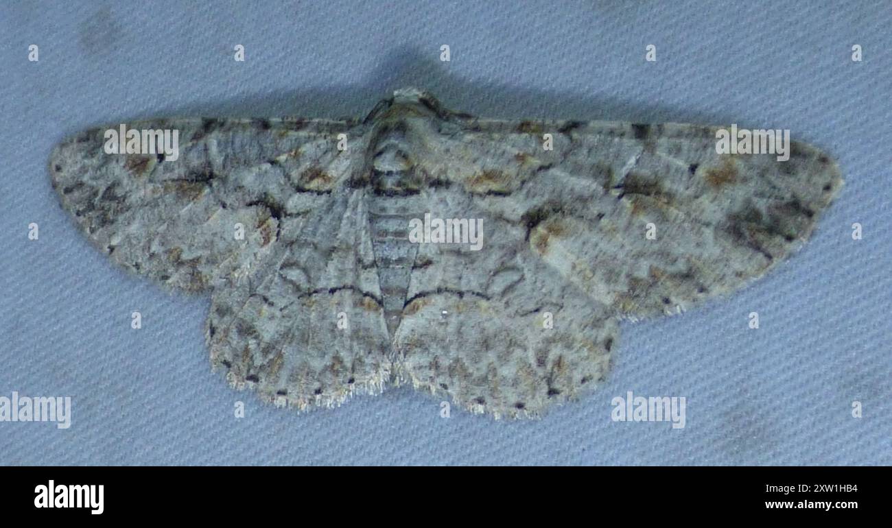 Shaded Insect Brown-shaded Gray (Iridopsis defectaria) Insecta Stock Photo - Alamy