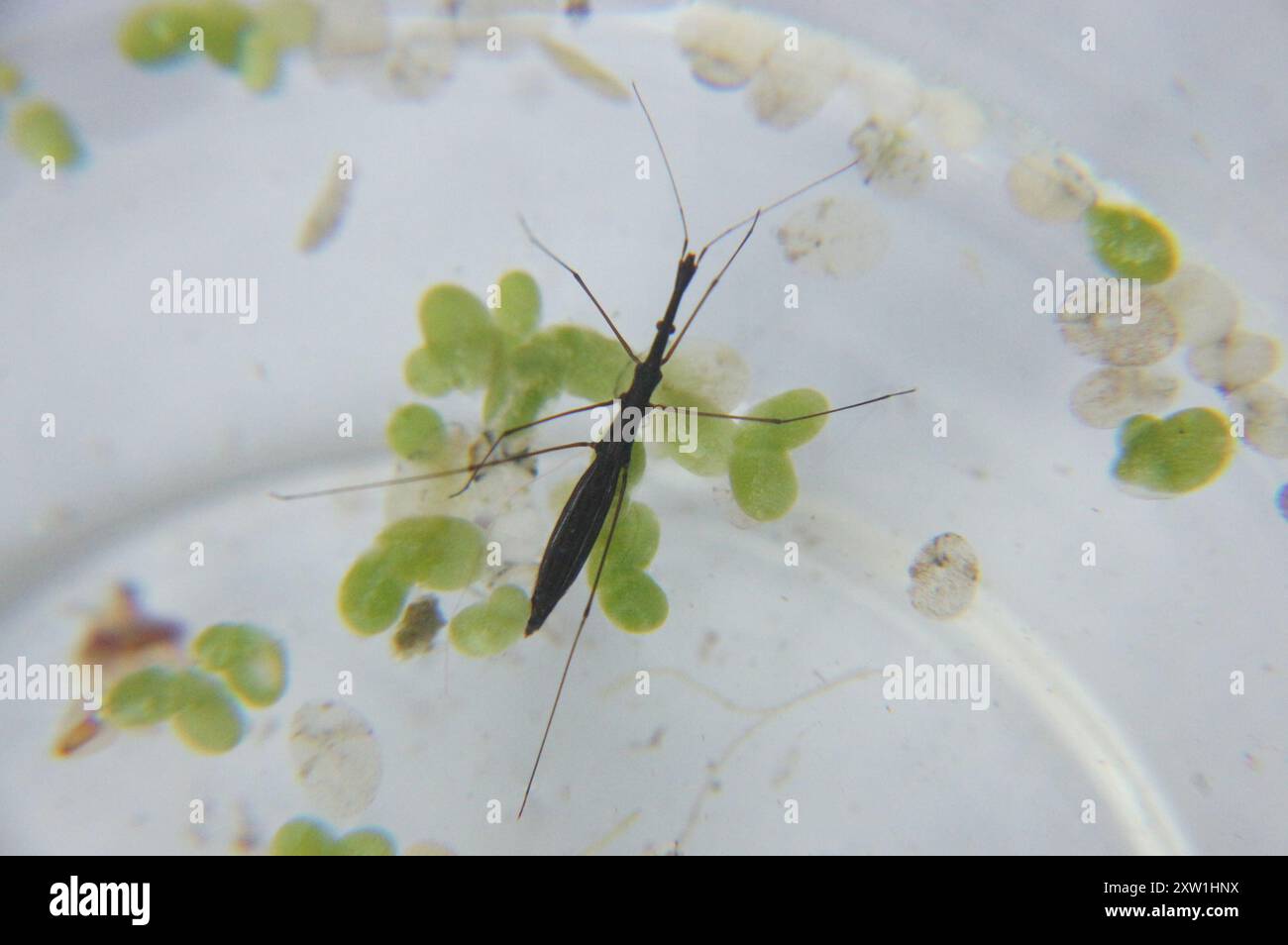 Common Water Measurer (Hydrometra stagnorum) Insecta Stock Photo - Alamy