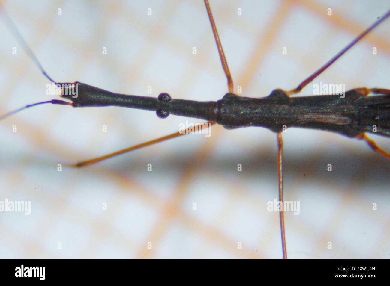 Common Water Measurer (Hydrometra stagnorum) Insecta Stock Photo - Alamy