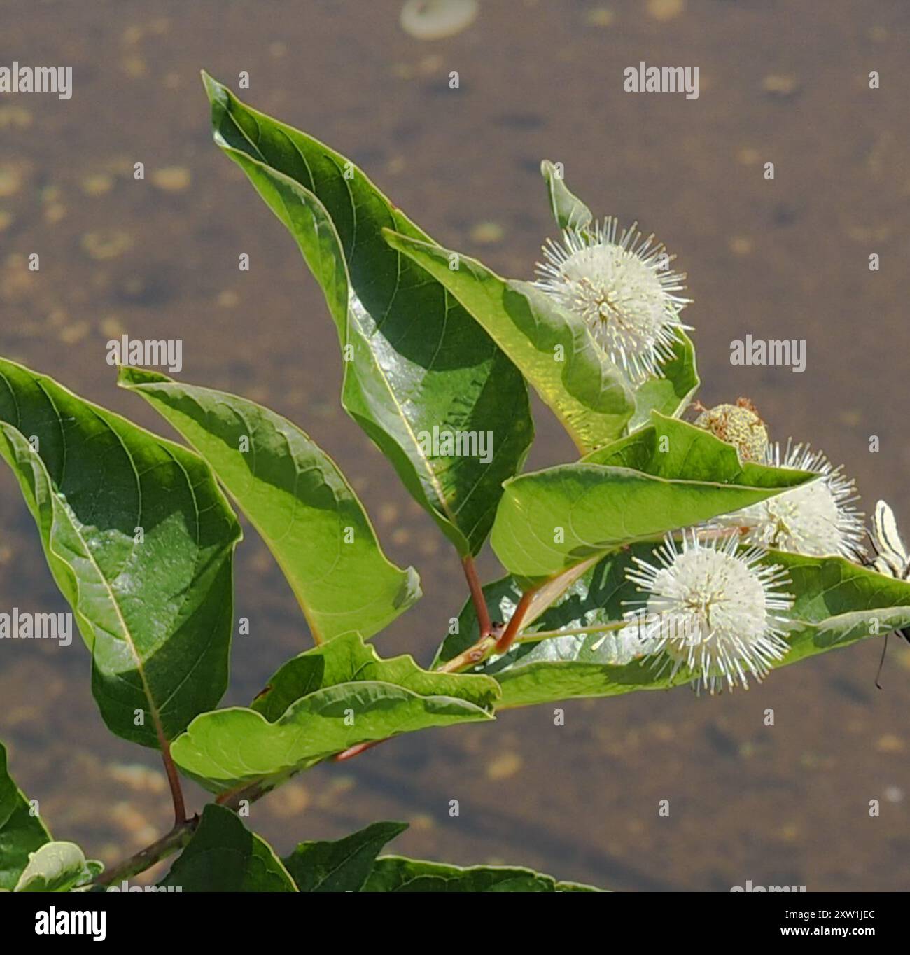 buttonbush (Cephalanthus occidentalis) Plantae Stock Photo - Alamy