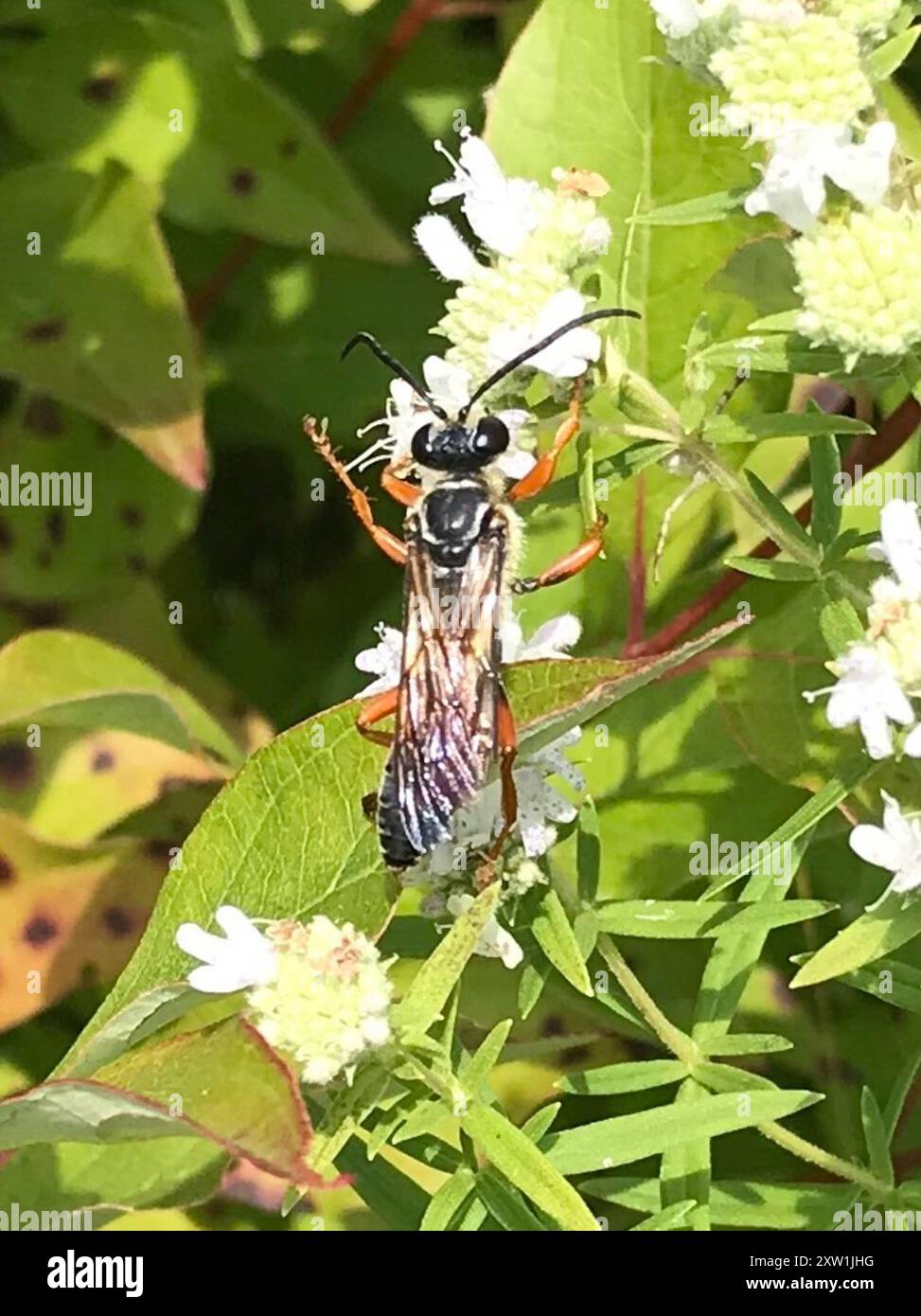Great Golden Digger Wasp (Sphex ichneumoneus) Insecta Stock Photo - Alamy