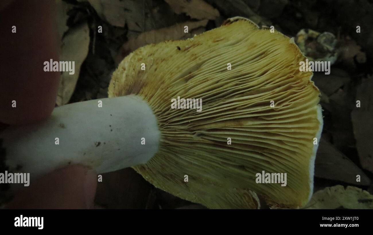 Russulaceae Milkcaps, Brittlegills and Allies (Russulaceae) Fungi Stock Photo - Alamy