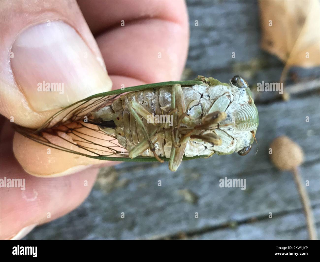 Neotibicen Superb Dog-day Cicada (Neotibicen superbus) Insecta Stock Photo - Alamy