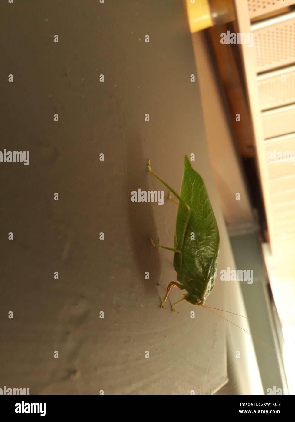 Angle-winged Katydids (Microcentrum) Insecta Stock Photo - Alamy