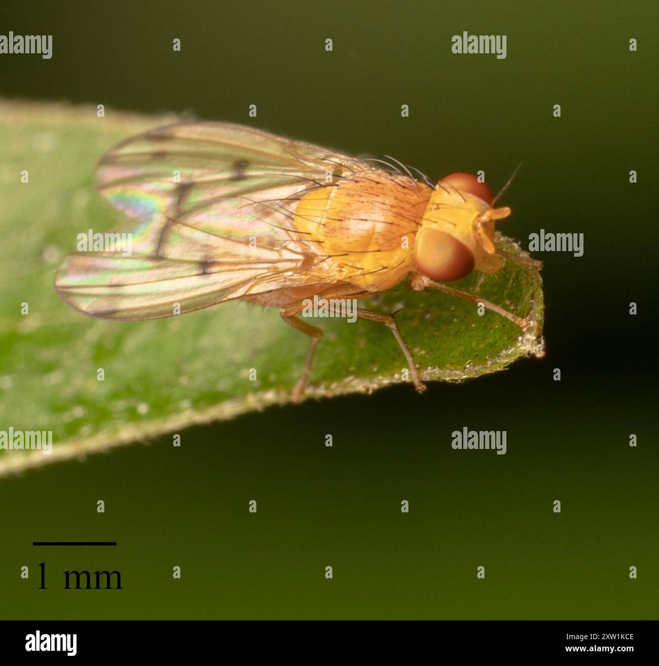 Lauxaniid Flies (Lauxaniidae) Insecta Stock Photo - Alamy