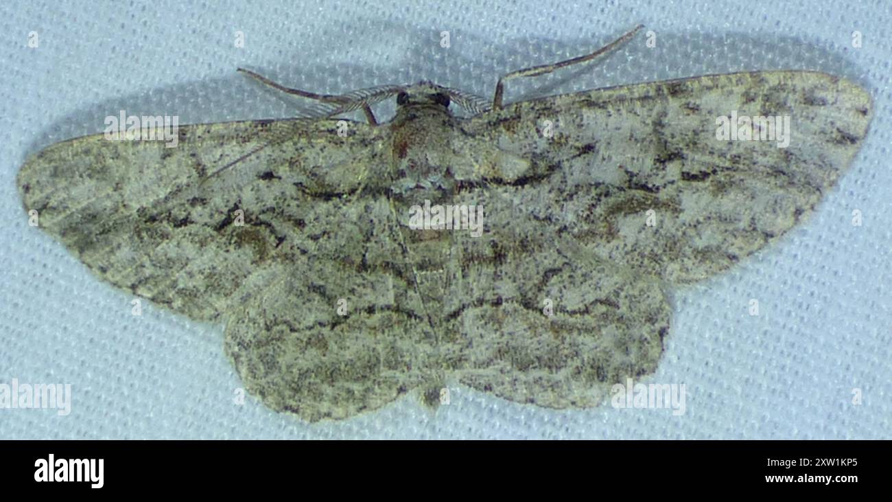 North American Common Gray (Anavitrinella pampinaria) Insecta Stock ...