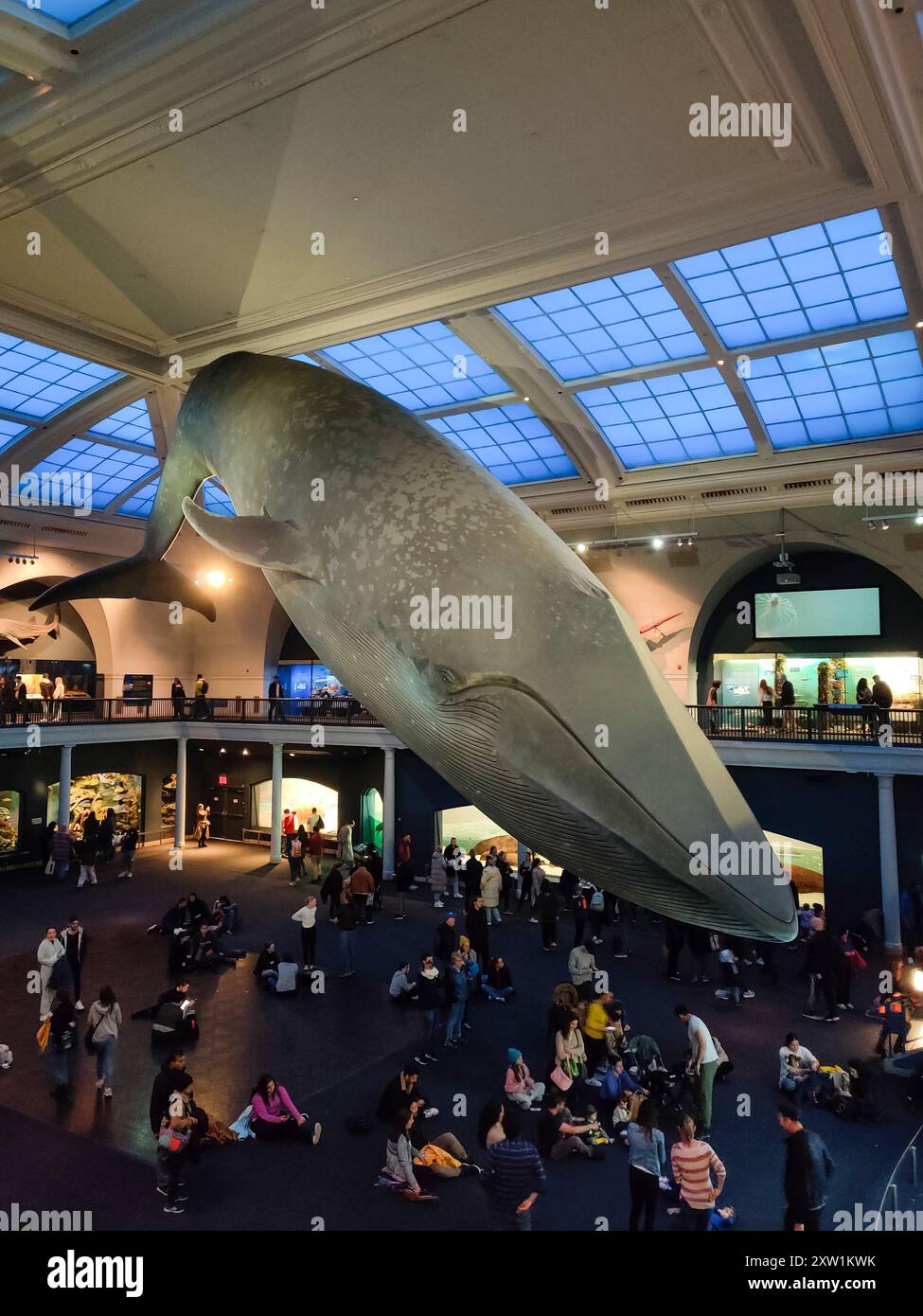 A giant replica of a blue whale exhibited at the american museum of
