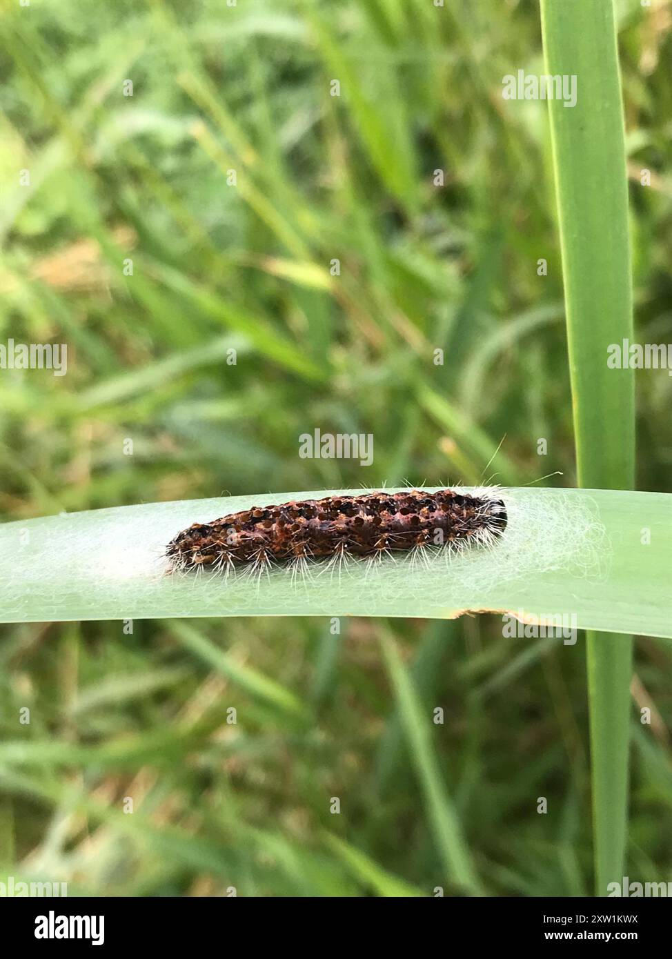Marsh Dagger (Acronicta insularis) Insecta Stock Photo - Alamy