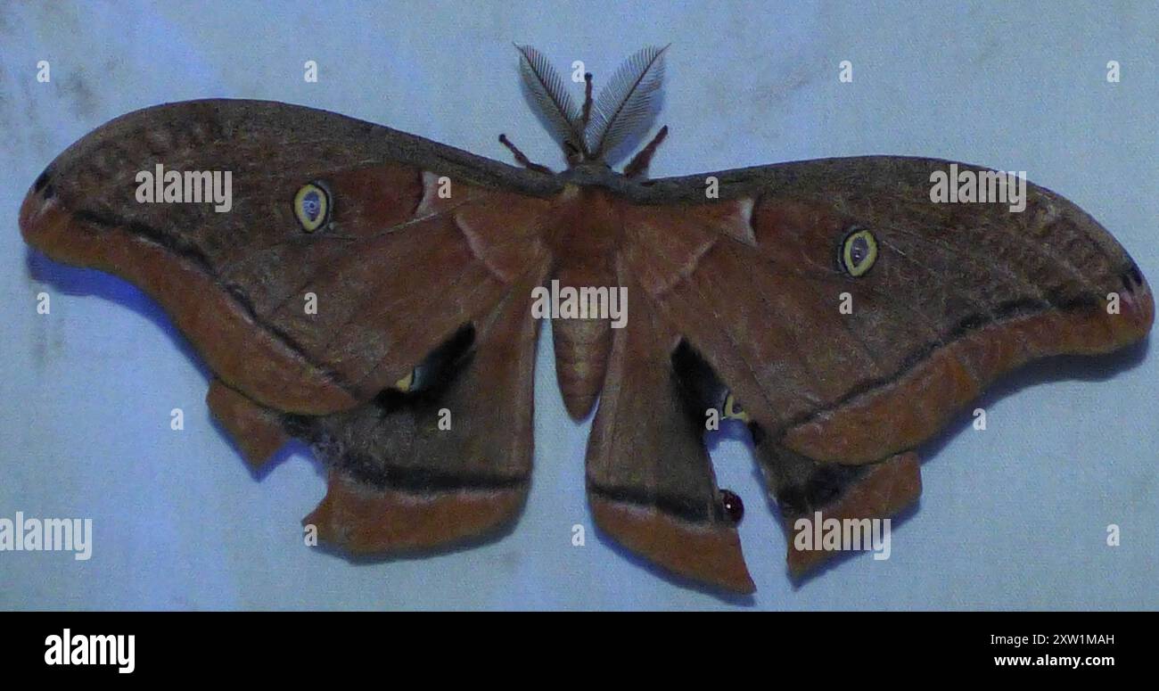 Polyphemus Moth (Antheraea polyphemus) Insecta Stock Photo - Alamy