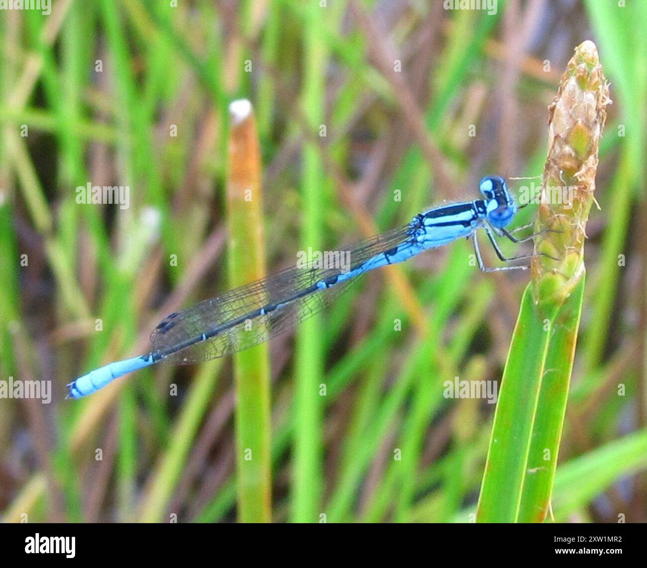 Azure Bluet (Enallagma aspersum) Insecta Stock Photo - Alamy