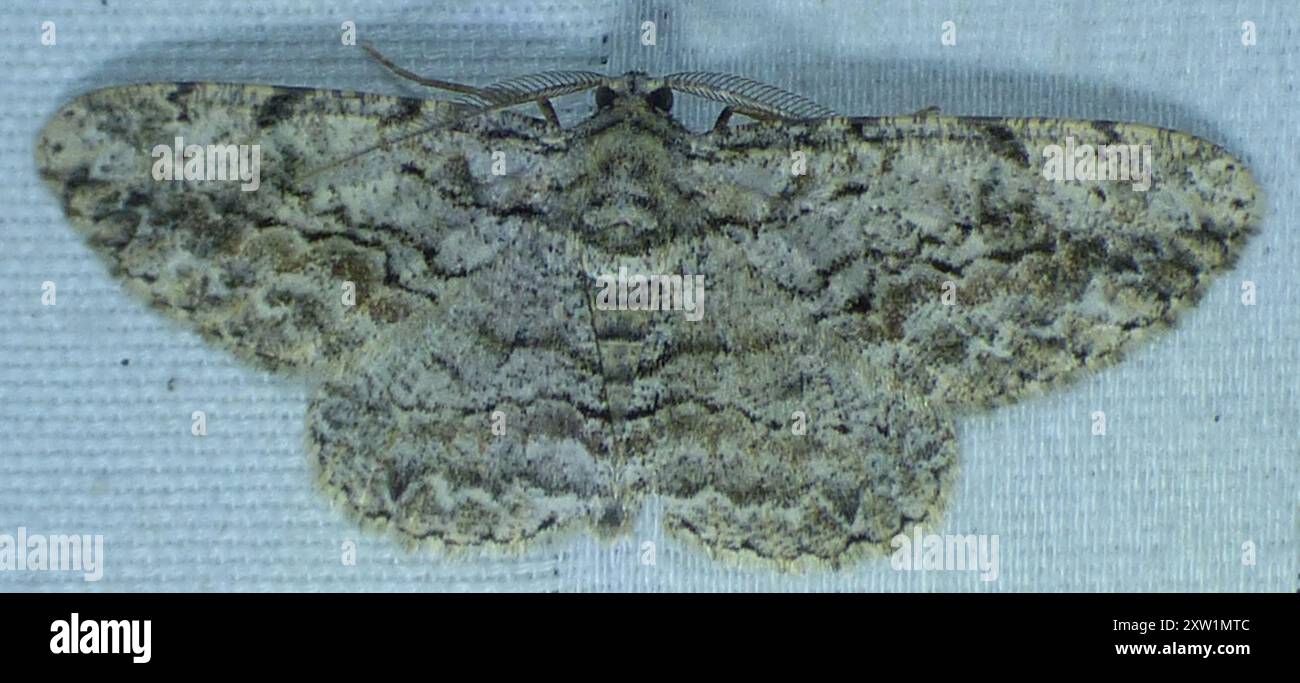 North American Common Gray (Anavitrinella pampinaria) Insecta Stock ...