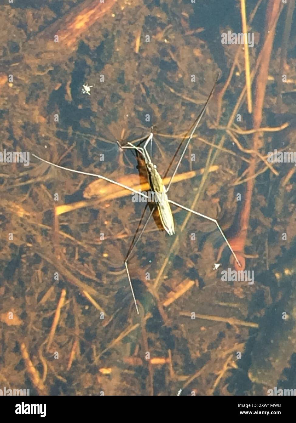 lake pondskater (Aquarius paludum) Insecta Stock Photo - Alamy