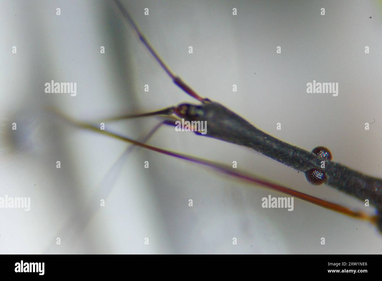 Common Water Measurer (Hydrometra stagnorum) Insecta Stock Photo - Alamy
