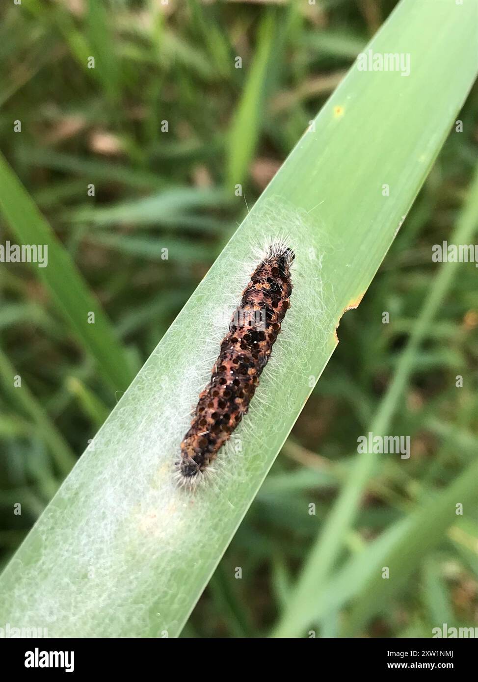 Marsh Dagger (Acronicta insularis) Insecta Stock Photo - Alamy