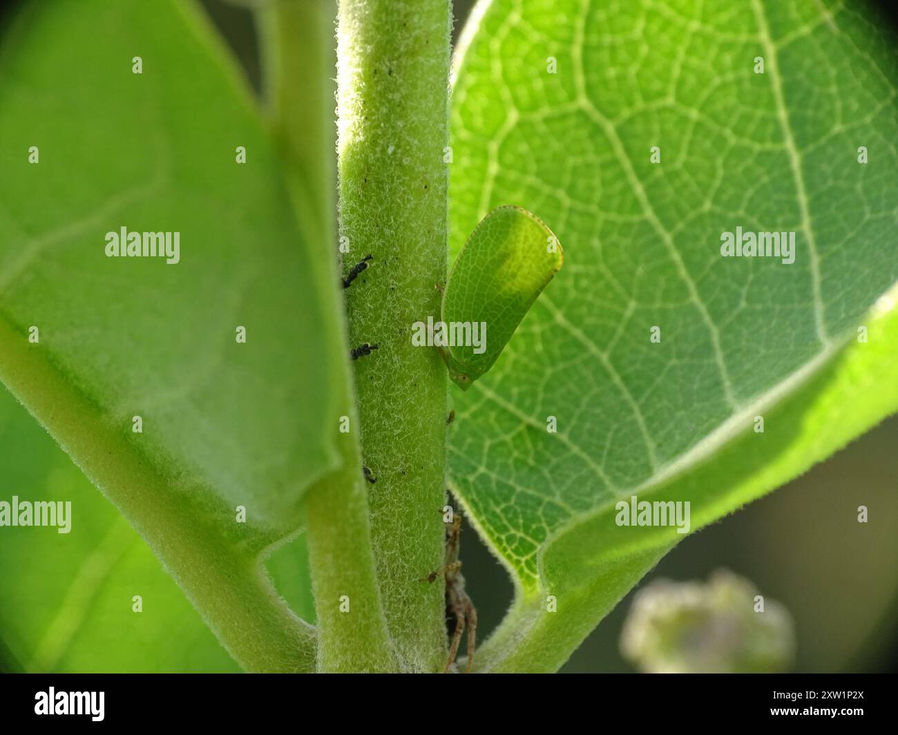 Green Cone-headed Planthopper (Acanalonia conica) Insecta Stock Photo ...
