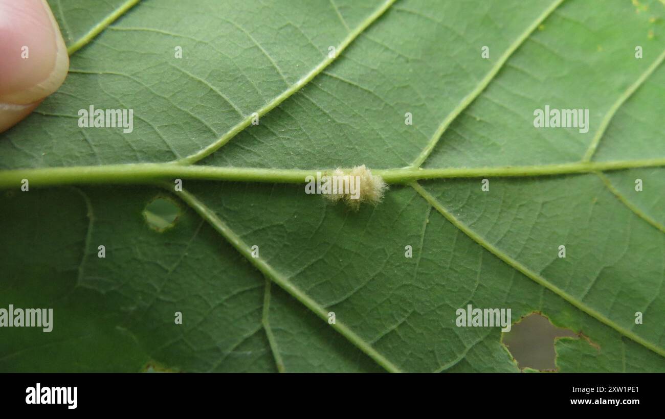 Durun Insect Druon hi-res stock photography and images - Alamy