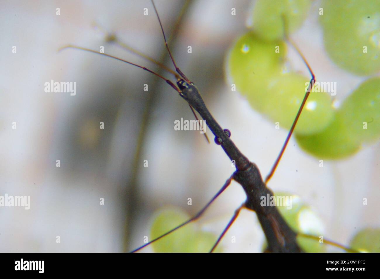 Common Water Measurer (Hydrometra stagnorum) Insecta Stock Photo - Alamy