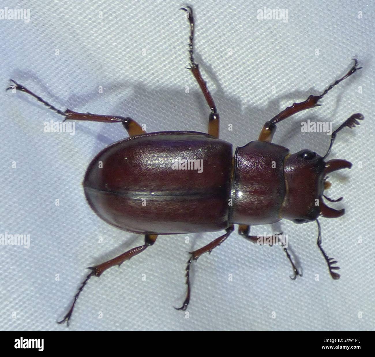 Reddish-brown Stag Beetle (Lucanus capreolus) Insecta Stock Photo