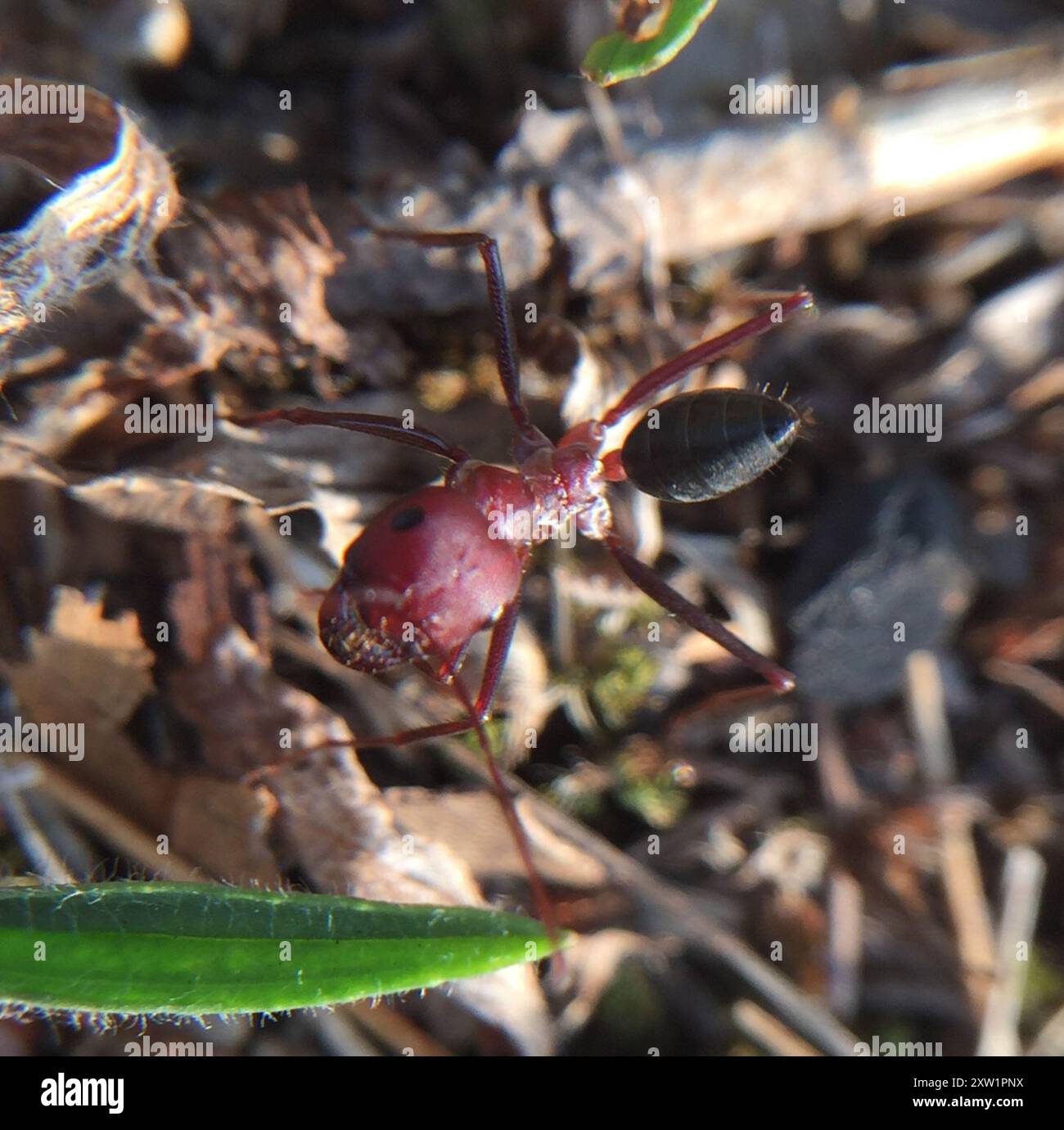 Nodal Desert Ant (Cataglyphis nodus) Insecta Stock Photo - Alamy