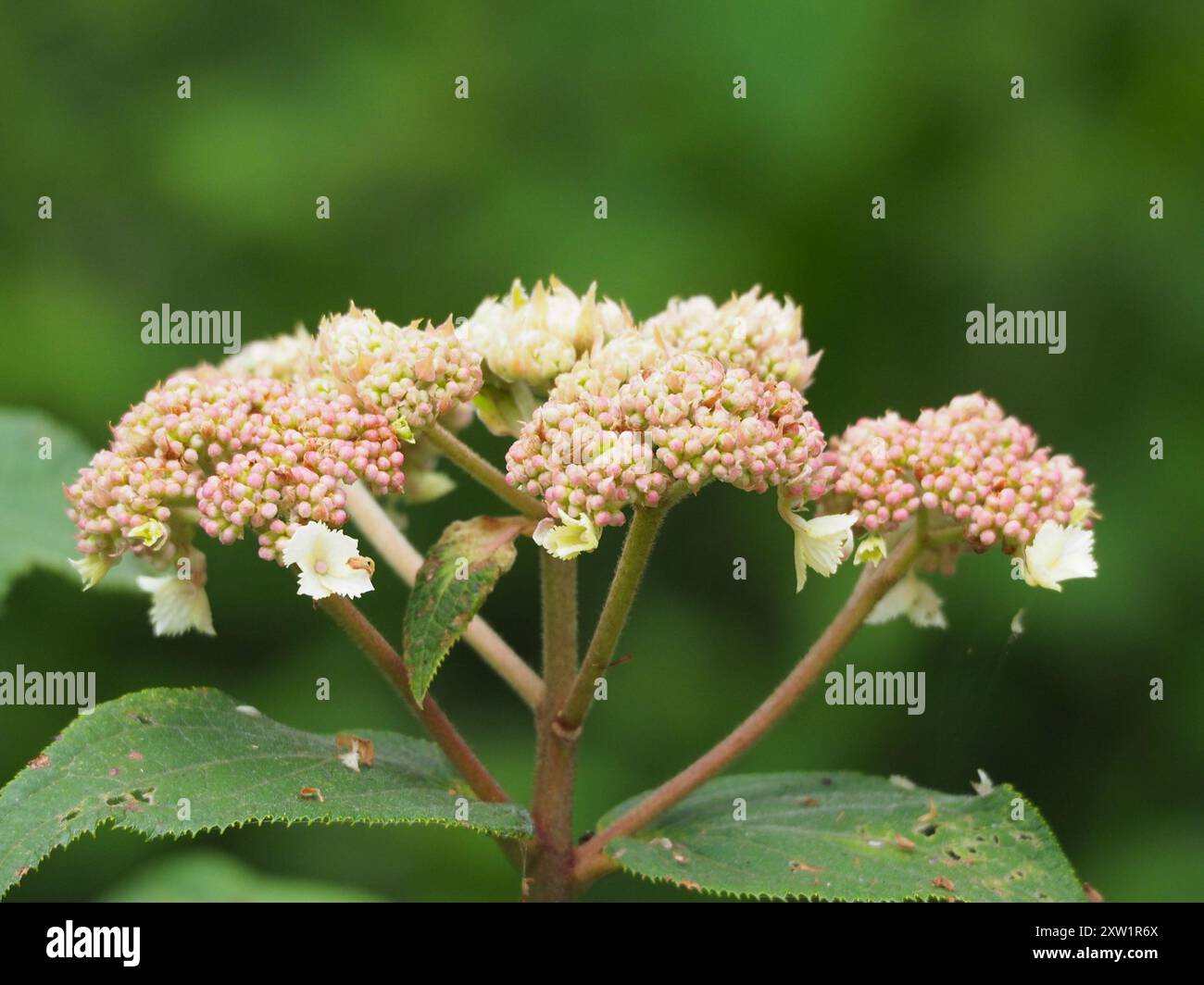 rough-leaved-hydrangea-hydrangea-aspera-plantae-stock-photo-alamy