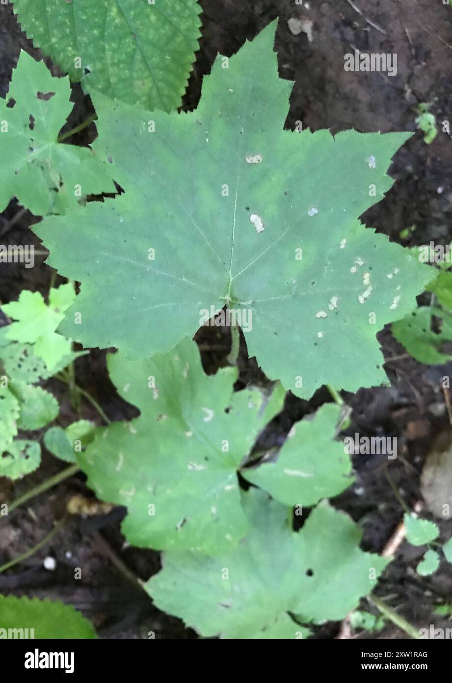 Hydrophyllum canadense hi-res stock photography and images - Alamy