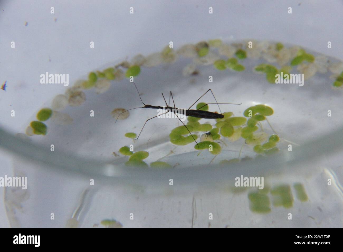Common Water Measurer (Hydrometra stagnorum) Insecta Stock Photo - Alamy