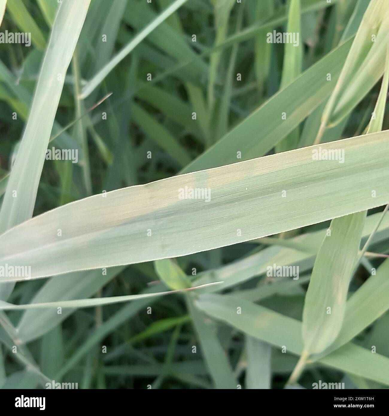 common reed (Phragmites australis) Plantae Stock Photo - Alamy