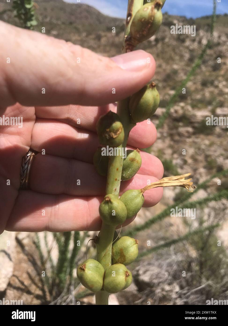 Schott's Century Plant (Agave schottii schottii) Plantae Stock Photo - Alamy