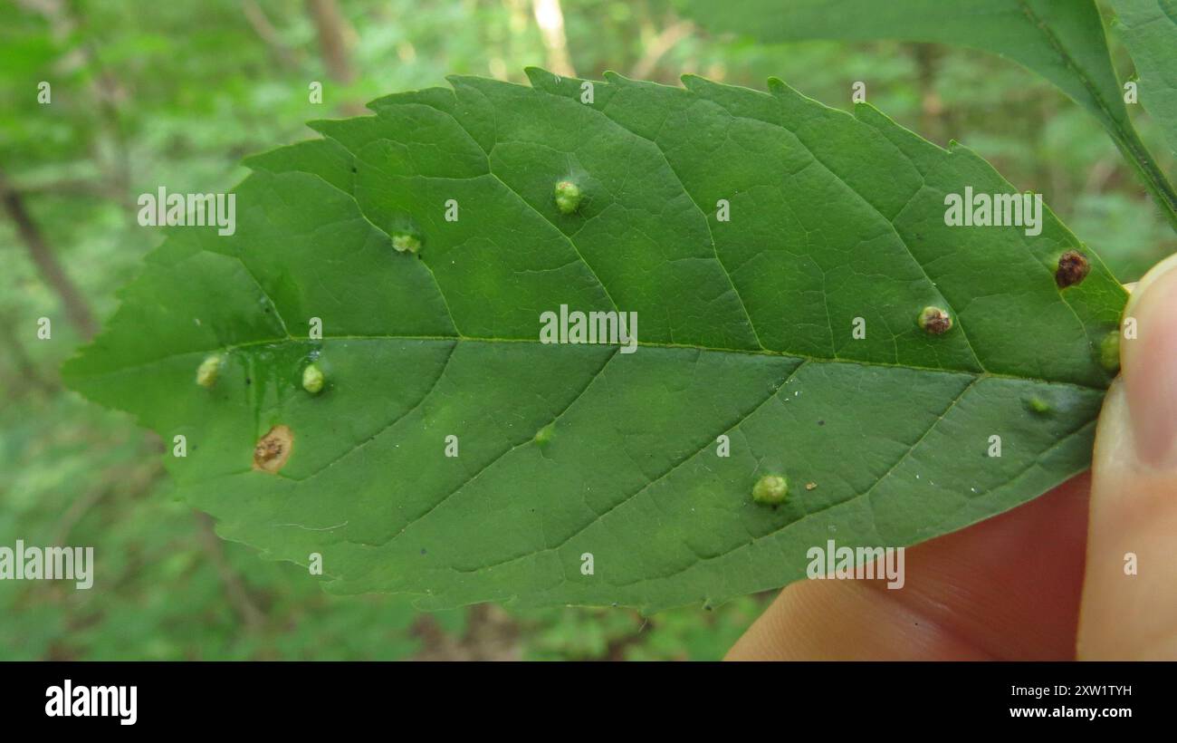 Ash Bead Gall Mite (Aceria fraxini) Arachnida Stock Photo - Alamy