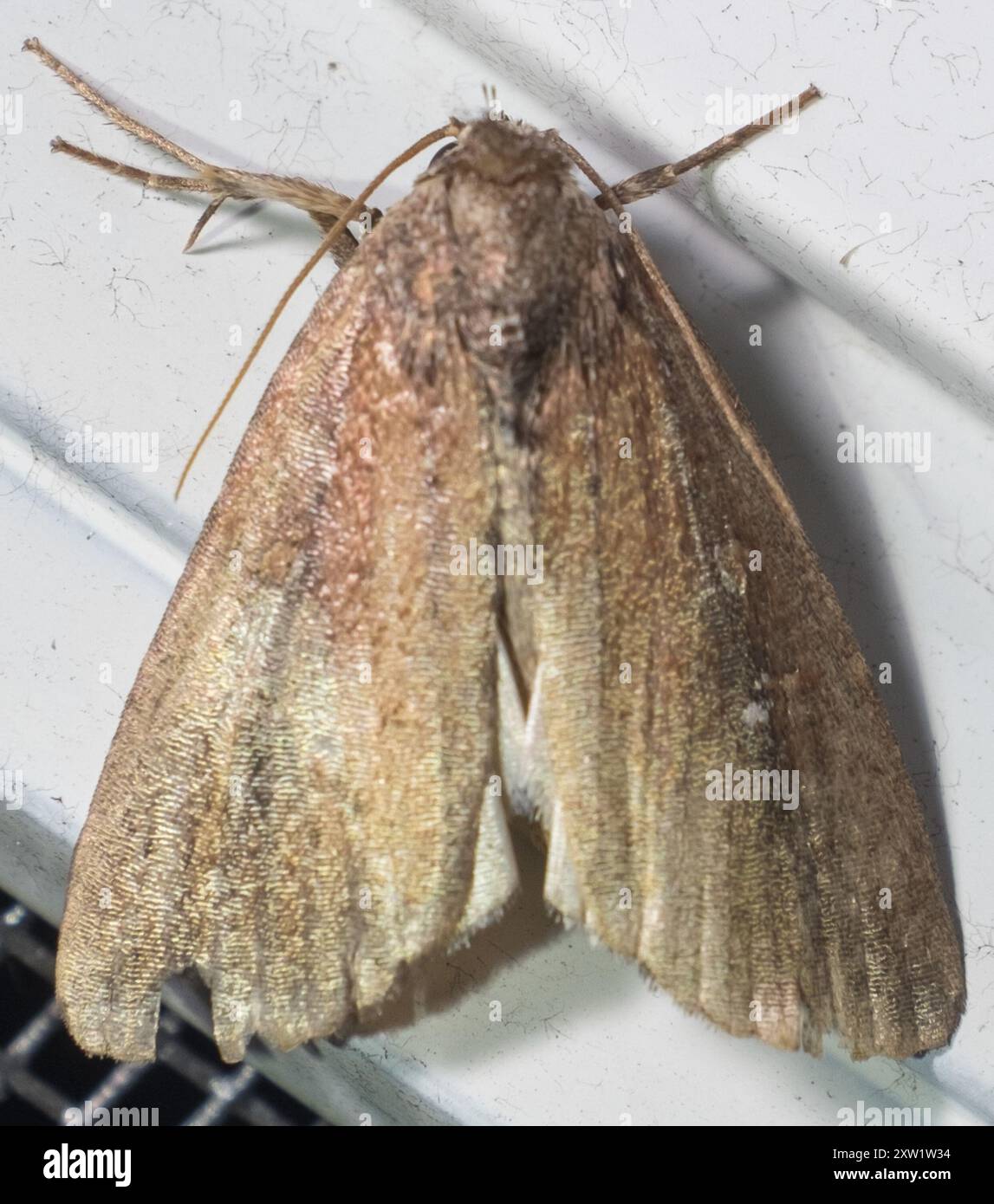 White-dotted Groundling (Condica videns) Insecta Stock Photo - Alamy