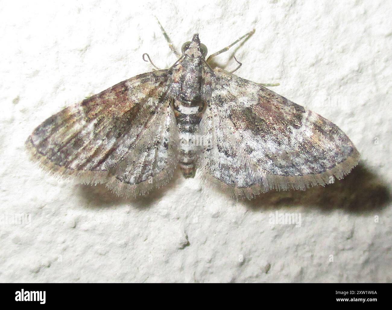 Geometer Insect Geometer Moths (Geometridae) Insecta Stock Photo - Alamy
