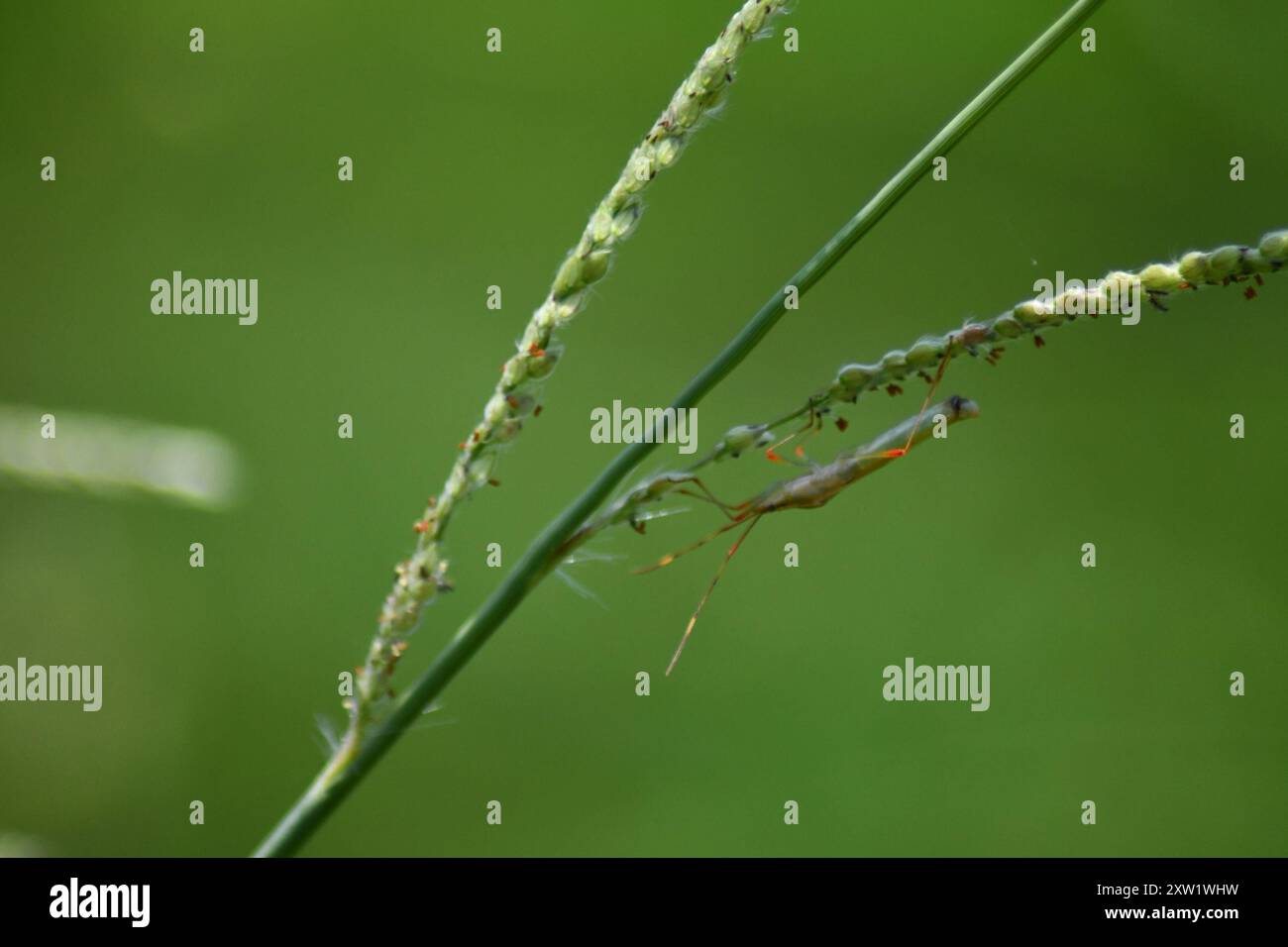 rice bugs (Stenocoris) Insecta Stock Photo - Alamy