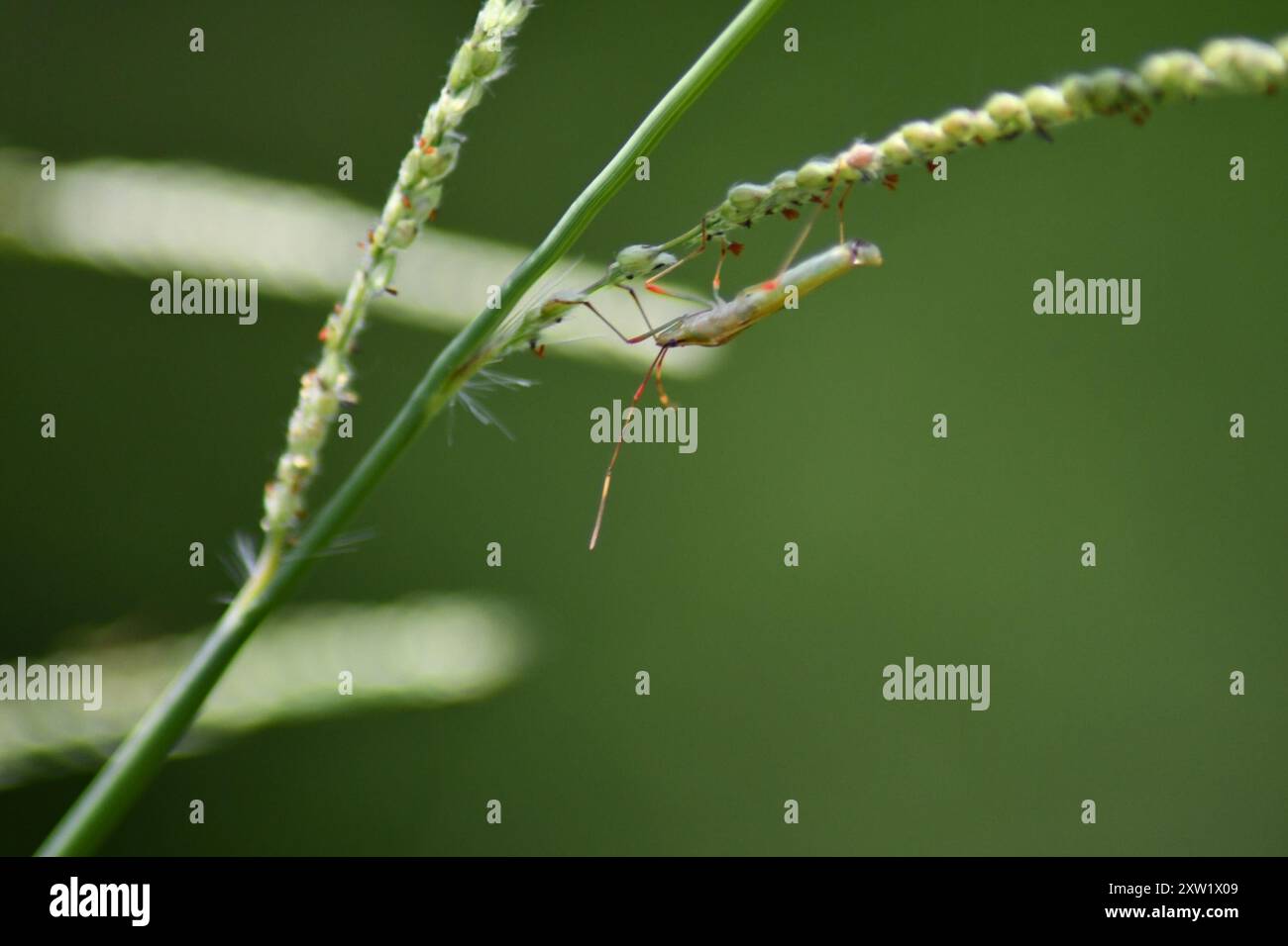 rice bugs (Stenocoris) Insecta Stock Photo - Alamy