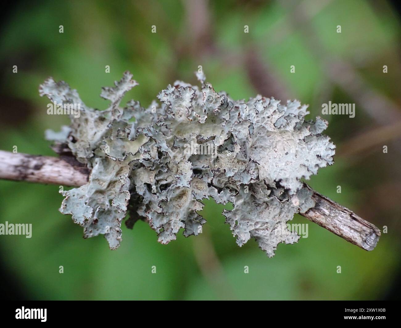 Crumpled rag lichen hi-res stock photography and images - Alamy