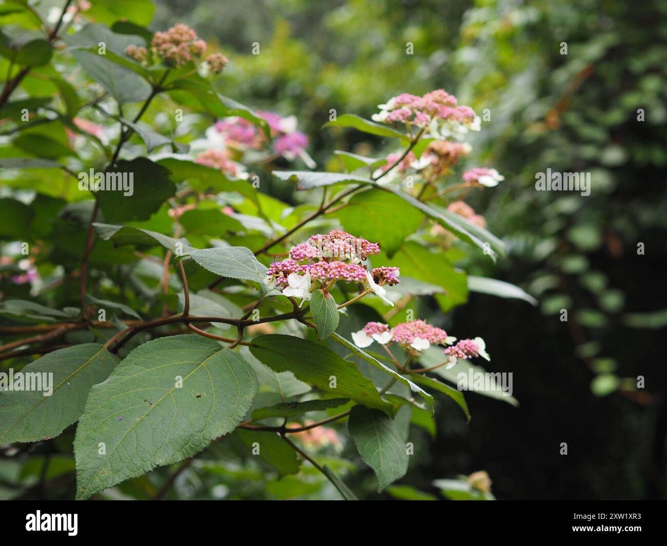 rough-leaved-hydrangea-hydrangea-aspera-plantae-stock-photo-alamy