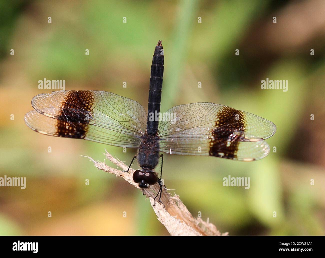 Southern Banded Groundling (Brachythemis leucosticta) Insecta Stock ...