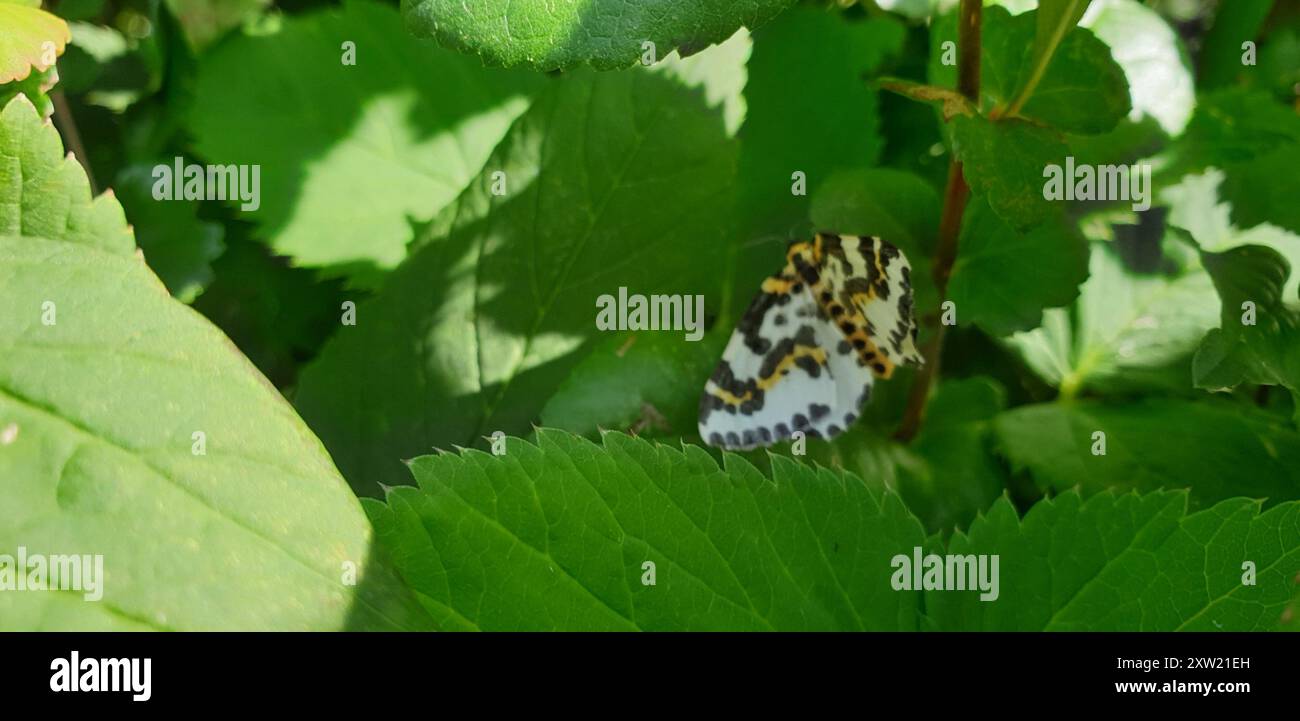 Magpie Moth (Abraxas grossulariata) Insecta Stock Photo - Alamy